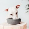 District 70, Bamboo Dog Bowl, Dark Grey, Large: 21 x