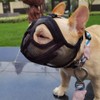 Anti-Biting Bulldog Pug Muzzle Adjustable Short Snout Dog Muzzle Breathable