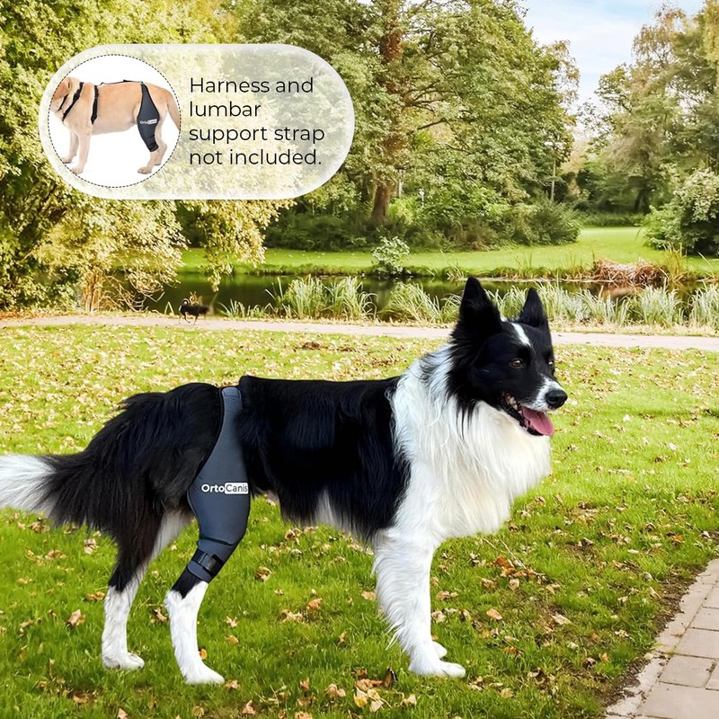 Ortocanis - Dog Knee Protector |Adjustable Neoprene Canine Knee Brace