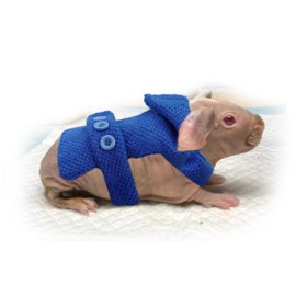 Skinny Pig Hoodie Sweater for Hairless Guinea Pig Clothes to Protect The Skin from Harm and Keep It Warm