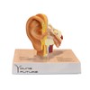 Human Anatomy Type Human Ear Simulation Model Desktop Ear Model