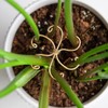 5-Pack Monstera Plant Support Hooks - Durable Metal Clips
