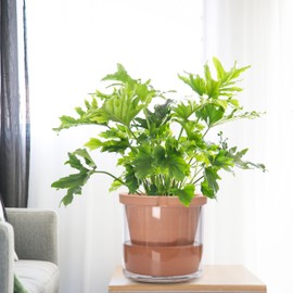 D'vine Dev 10 Inch Design Self Watering Pot for Indoor Plants, Terracotta Planter with Cylinder Glass Cup, Set of 1, 372-D-1