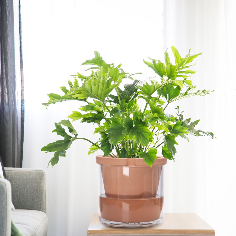D'vine Dev 10 Inch Design Self Watering Pot for Indoor