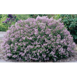 Common Lilac Bush - Lavender Purple Blooms - Live Plant Shipped 1 to 2 Feet Tall (No California)