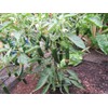 Live Pepper Serrano Plant Vegetables Plant Fit 4" Pot