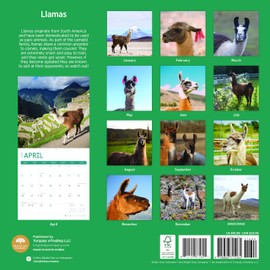 2025 Llamas Monthly Wall Calendar by Bright Day, 12 x 12 Inch Cute Nature Photography Gift