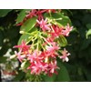 5 Seeds Rangoon Creeper, Red Pink Quisqualis Flower Seeds Combretum