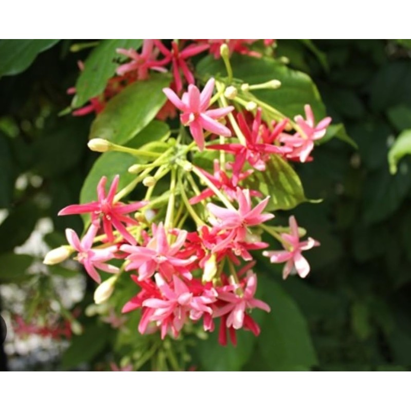 5 Seeds Rangoon Creeper, Red Pink Quisqualis Flower Seeds Combretum