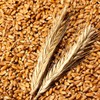 Bewell Faro Enzyme Faro Emmer Mill Grain Fermentation Digestive Enzyme
