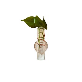 SWEET FEEDERS The Little Window Propagator- Window Plant Propagation Station with Removable Glass Test Tubes, Indoor Plant Clippings, Cut Flowers, Herbs, Succulents | Home Decor | Plant Lover Gift