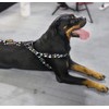 Cosyhome London Dog Harness Leash Set, Breathable,Adjustable,Dog Lead and Harness