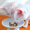 Betz One DL Methionine Fine Grain for Cats (Bonito Flavor