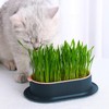 FENGQQKJ Pack of 3 Cat Grass Planter Catnip Cat Grass