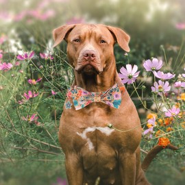 ADOGGYGO Floral Dog Collar with Bow, Detachable Cute Flower Bowtie, Metal Buckle, Adjustable Floral Collars for Large Dogs Boy Girl (Large)