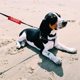 KISJO in Training Ignore 2 Set Funny Red and Black Dog Leash Sleeve Wrap -Hanging ID Patch Tag - Pet Birthday Gift - Gift for Dog Owner and Lover