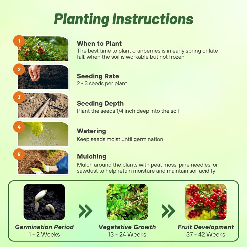 Outsidepride Cranberry Seeds - 500 Pcs. Perennial, Easy to Grow