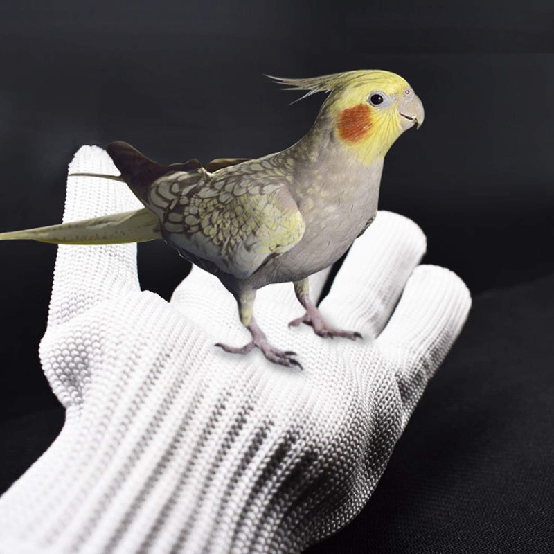 Refein Bird Training Anti- Bite Gloves, Parrot Chewing Working Protective