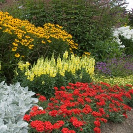Outsidepride Verbena Scarlet - 1000 Seeds