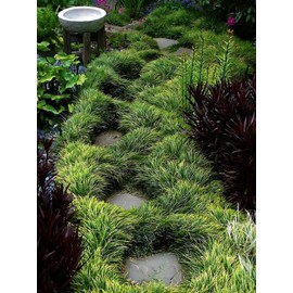 Classy Groundcovers, Mondo/Monkey Grass, Lilyturf, Japanese Snake's Beard, Kyoto, Compactus (Flat of 32 Pots, 2 1/4 inch Square)