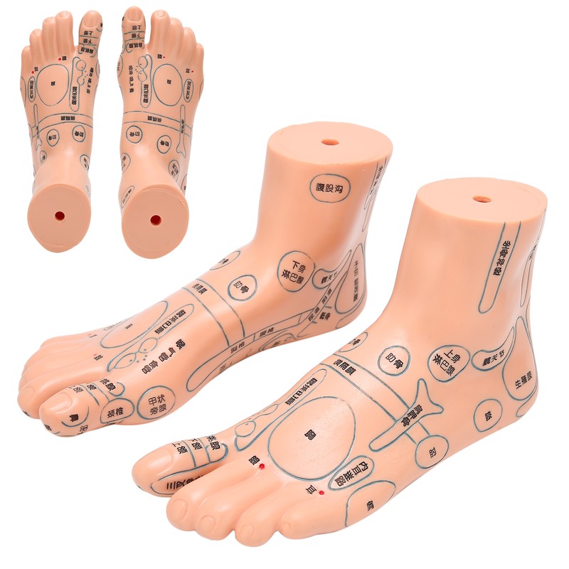 2pcs 19cm / 7.5in Feet Acupoint Model Acupuncture Teaching Aids
