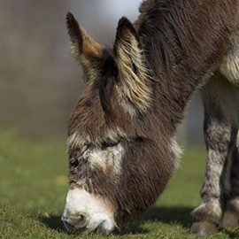 Donkey Greeting Card with Sound Inside. Card Makes Donkey Noise When Opened. Blank on the Inside for Any Occasion. Manilla Envelope Included Size 15 cm x 15 cm
