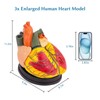 SFXYJ 3X Enlarged Anatomical Heart Model,3-Part Removable with Ventricles Atria