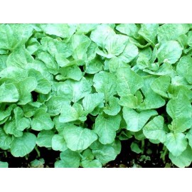 Mai's Family Green Amaranth Seeds (Green leaf), Rau Dền Xanh | NON-GMO | Heirloom - 5,000+