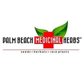 Jicama Seeds; Yam Bean Seeds (Pachyrrhizus erosus) Packet of 10 Seeds