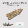 PlantPro Pack of 3 Moth Trap Attractant Pheromones Tomato Leafminer