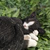 Vivid Arts - Sleeping Cat Black & White - XRL-ZC35-D