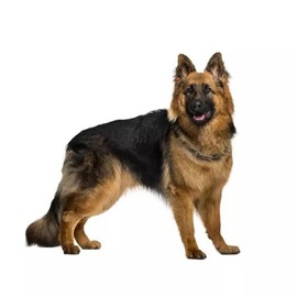 German Shepherd 3D Sticker Waterproof Reflective for Car, Laptop, Fridge, Bumper, Window (18 cm/7.1 Inch)