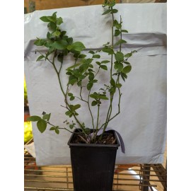 Shrubs 5 Duke Blueberry Bushes/Shrubs -  10-12" Tall - 2 Year Old Plants