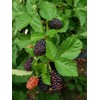 3 Triple Crown BlackBerry Plants, Organically Grown Non-GMO Bare Root