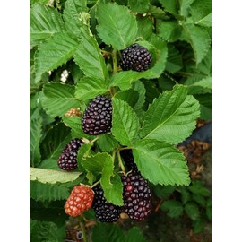 3 Triple Crown BlackBerry Plants, Organically Grown Non-GMO Bare Root Plants