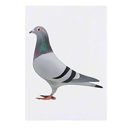 'Pigeon' Temporary Tattoo - Water Resistant, Skin-Safe, Non-Toxic Transfer (TO00031757)