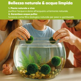 AquaBreedingSkill Set di 7 alga palla Marimo viva 3 – 4 cm – piante vere per acquario dolce, pianta acquario vera naturale, marimo alga regalo