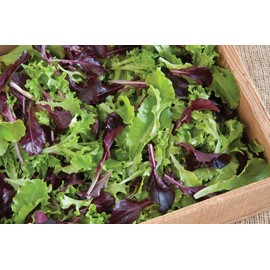 CEMEHA SEEDS - Seeds Indoor Lettuce Mix 25 Days for Salad Non GMO Vegetable for Planting 1000 Seeds