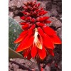 Buy Rare Seeds Erythrina arborescens | Coral Tree | 5_Seeds