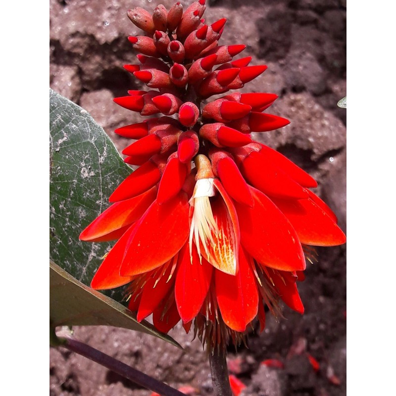 Buy Rare Seeds Erythrina arborescens | Coral Tree | 5_Seeds