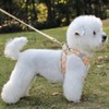 Kuveela Pet Harness and Leash Set, for Dogs and Cats,