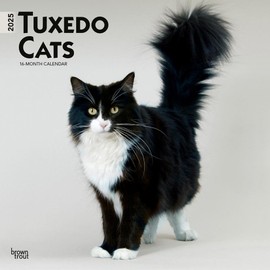 Tuxedo Cats | 2025 12 x 24 Inch Monthly Square Wall Calendar | Plastic-Free | BrownTrout | Animals Kittens Feline