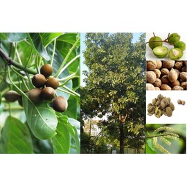  Terminalia bellerica powder, Bibhitaki, Baheda, Beheda 200g Terminalia bellirica, Bheda