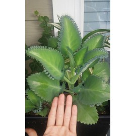 1 Seedling with Roots of Mexican Hat Plant, Kalanchoe
