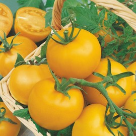 Husky Gold Salad Tomato 300 Mg ~ 80 Seeds – F1 Hybrid, Indeterminate, Non-GMO – AAS Winner – 65–75 Days – Yellow 6 oz Fruits – Compact Plant for Container, Raised Bed, or Garden