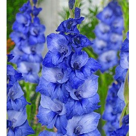 (20) Mante Extra Large Bulbs Spectacular Large Flowering Bullbs, Gladioli,Sword Lily Bulbs, Plant, Start, Root