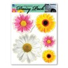 Daisy Flower Pack Magnet by Magnet America Is 8" x
