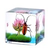 LimiChrys Insects' Cubic Scope, Real Insect Collection, Resin Bug Specimen,