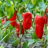 Bonnie Plants Snacking Red Pepper 19.3 oz. 4-pack