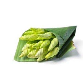 Night Flowering Moon Flower